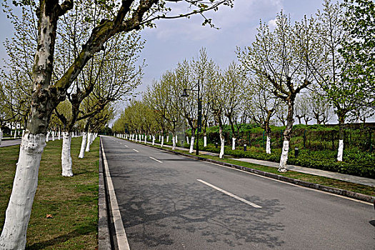 重庆上邦国际樱花大道法国梧桐树林
