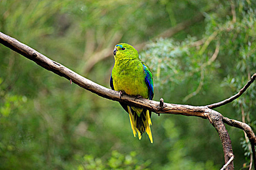 鹦鹉,成年,栖息,枝条,澳大利亚