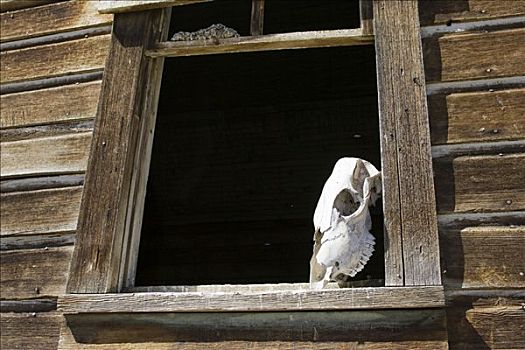 动物,头骨,窗户,美国西部,俄勒冈,美国