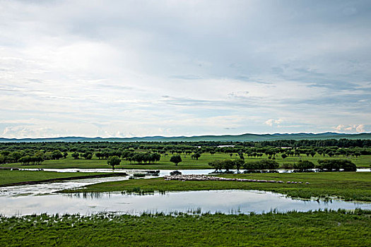 内蒙古呼伦贝尔额尔古纳根河湿地边的羊群