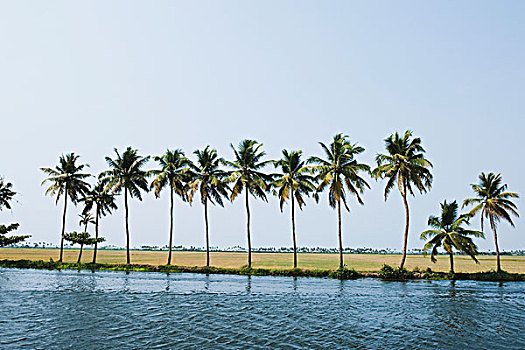 棕榈树,边缘,泻湖,地区,喀拉拉,印度