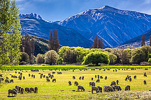 绵羊,放牧,草场,农田,靠近,瓦纳卡,奥塔哥地区,新西兰