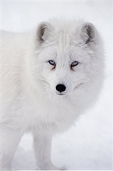 肖像,北极狐
