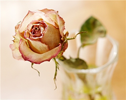 粉红玫瑰,花瓶