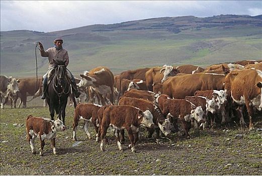男人,高卓人,驾驶,幼兽,母牛,牛,哺乳动物,巴塔哥尼亚,智利,南美,牲畜,农牧,动物
