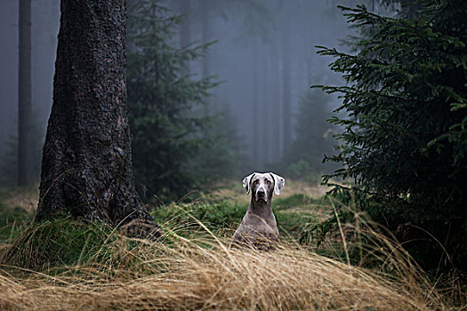 魏玛犬,猎狗,木头,图林根,树林,图林根州,德国,欧洲