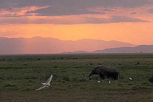肯尼亚非洲象-夕阳下的象与鸟