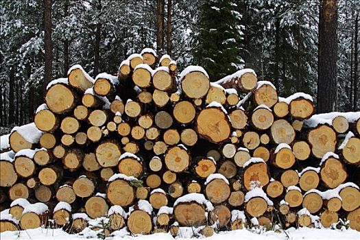 积雪,一堆,木头,苏格兰,松树,欧洲赤松,软,松柏科,樟子松