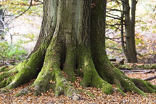 山毛榉树,黑森州,德国