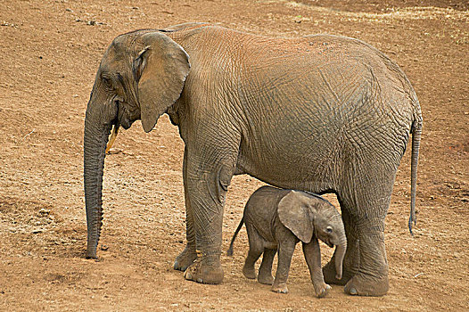 幼兽,非洲象,国家公园,肯尼亚