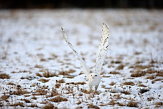 雪鹄,大白鲨,猫头鹰,雪鸮,成年,飞,向上,雪中,冬天,高地,捷克共和国,欧洲