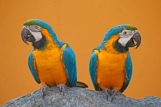 两个,蓝黄金刚鹦鹉,黄蓝金刚鹦鹉,坐,靠近,相互,俘获,德国,欧洲