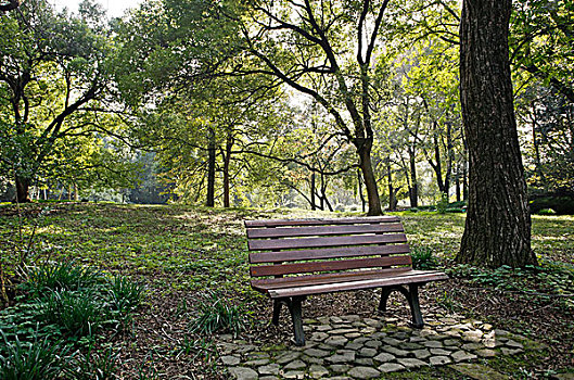 树林里的空椅子