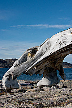 加拿大,努纳武特,区域,岛屿,历史公园,古器物,弓头鲸,颚部,骨头,大幅,尺寸