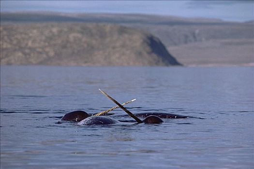 独角鲸,一角鲸,争斗,上方,畜体,死,雌性,巴芬岛,加拿大