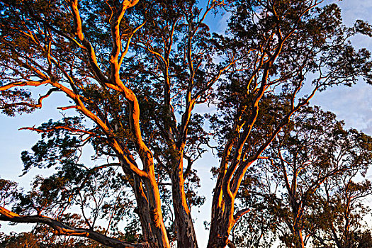 澳大利亚,巴罗莎谷,橡胶树,日落