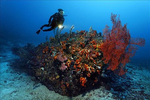 潜水,看,海洋,珊瑚,礁石,多彩,冈加,岛屿,螃蟹船,北苏拉威西省,印度尼西亚,摩鹿加群岛,太平洋,亚洲