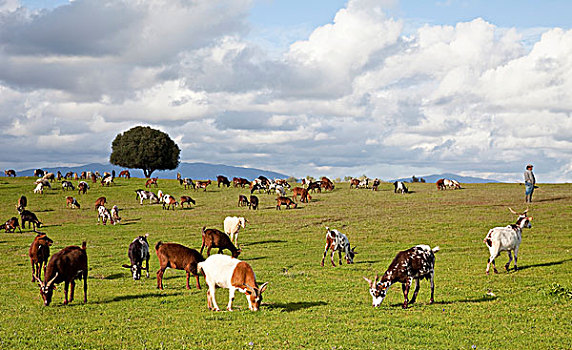 牧群,山羊,站立,绿色,草地,一个,孤树,晚上,太阳,南方,葡萄牙,欧洲