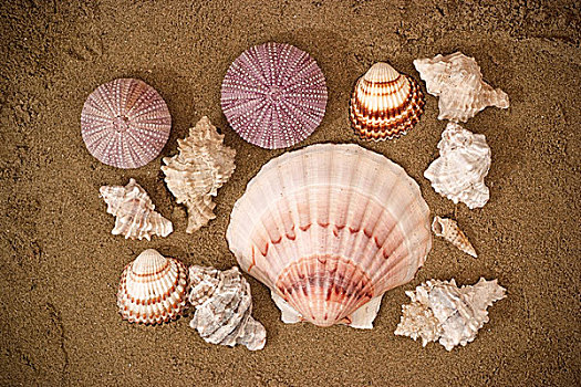 多,海螺壳,沙滩