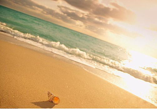 海螺壳,海滩,佛罗里达,美国