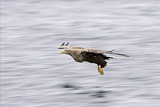 白尾鹰,白尾海雕,飞,挪威