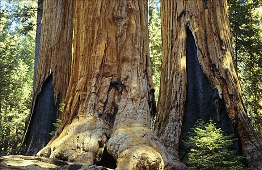 美洲杉,树干,小树林,大树,国家公园,加利福尼亚,美国