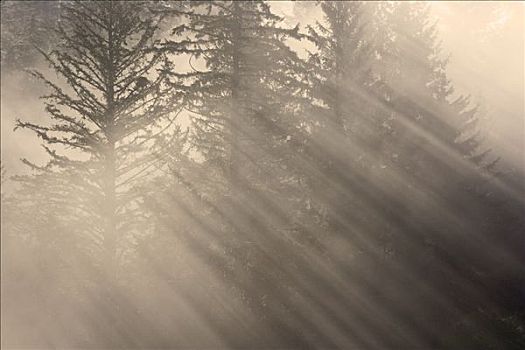 早晨,光线,光泽,薄雾,云杉,铁杉,树,通加斯国家森林,东南阿拉斯加,秋天