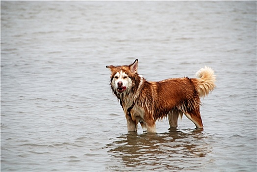 哈士奇犬