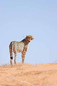 印度豹,成年,无线电,站立,沙子,沙丘,卡拉哈里沙漠,南非,非洲