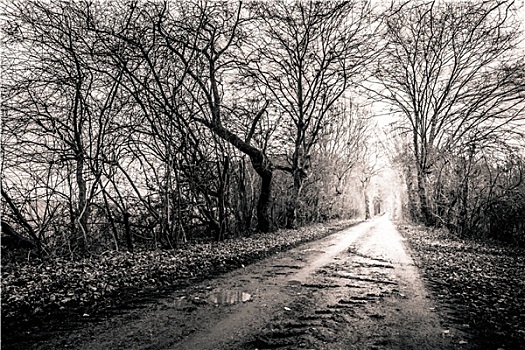 黑白图片,道路,围绕,树,亮光,结束