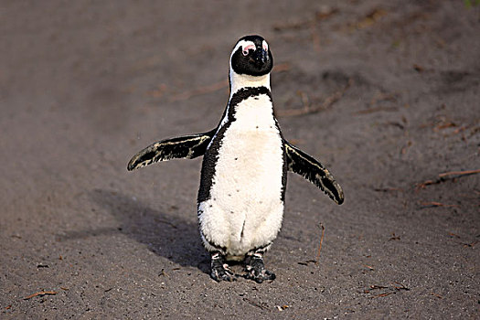 非洲企鹅,黑脚企鹅,成年,跑,海滩,湾,南非,非洲