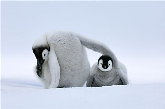 帝企鹅,幼禽,雪丘岛,南极