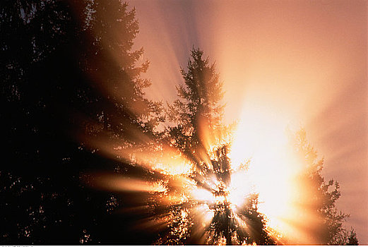 日出,树,靠近,安大略省,加拿大