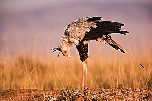 蛇鹫,马赛马拉,肯尼亚
