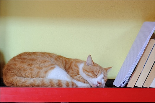 橙色,猫,睡觉,上方,红色,书架