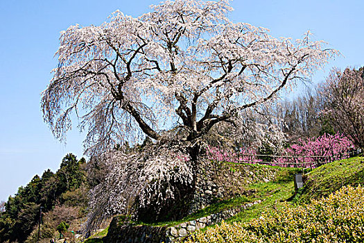 樱花,愉悦,树,开花,奈良,日本,亚洲