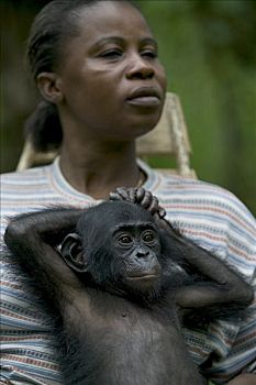 倭黑猩猩,孤儿,幼仔,母兽,黑猩猩,刚果
