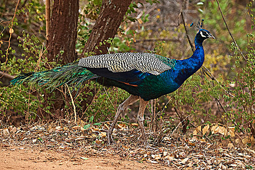 印度,孔雀,蓝孔雀,成年,雄性,国家公园,斯里兰卡,亚洲
