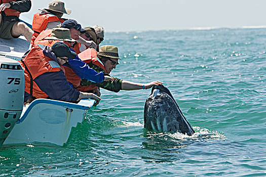 灰鲸,下加利福尼亚州,墨西哥