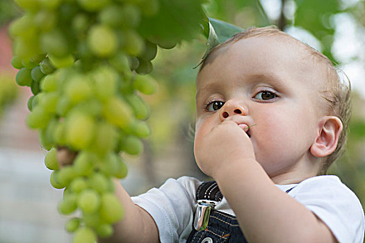 婴儿,味道,葡萄