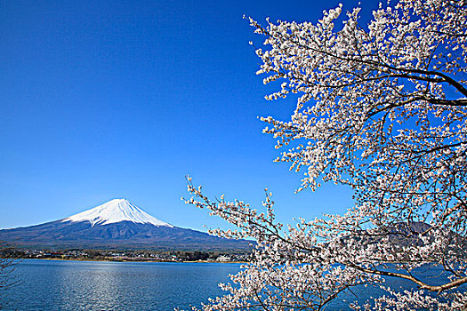 山,富士山,樱花,湖