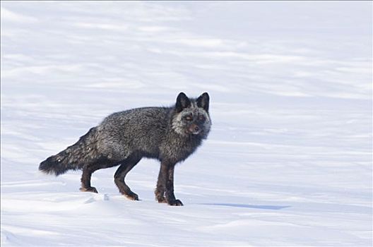 红狐,银色,阶段,旅行,北极圈,海岸,冬天,觅食,阿拉斯加