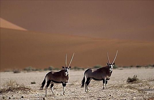 南非大羚羊,纳米比亚