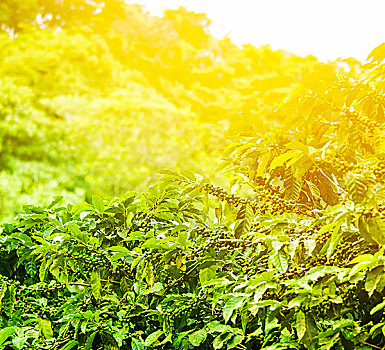咖啡种植园,晴朗,背景