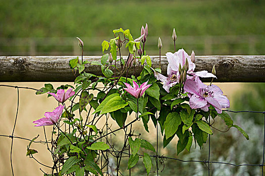 花,铁线莲,花园栅栏