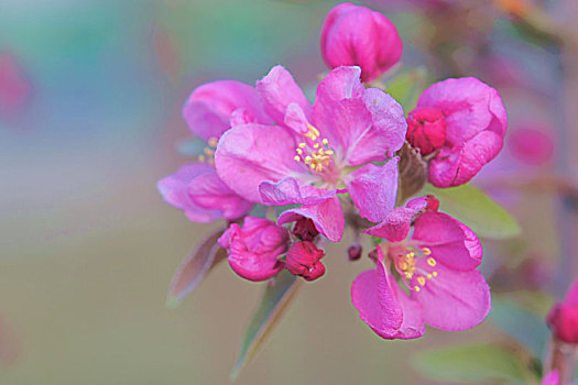 西府海棠花22