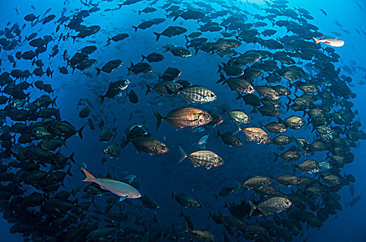 水下视角,品种,鱼,物种,游动,一起,深,外滨,岛屿,墨西哥,太平洋