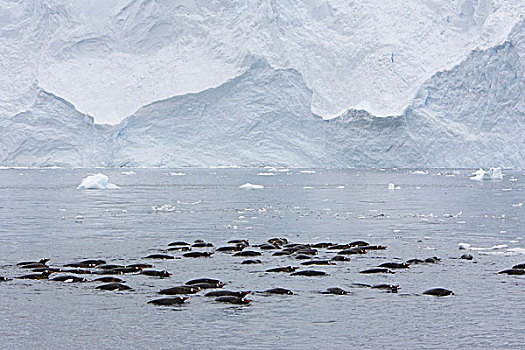 巴布亚企鹅,群,游泳,港口,南极