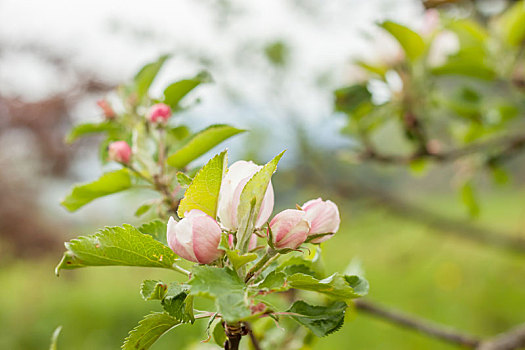 盛开,苹果树