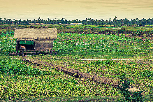 柬埔寨,稻田